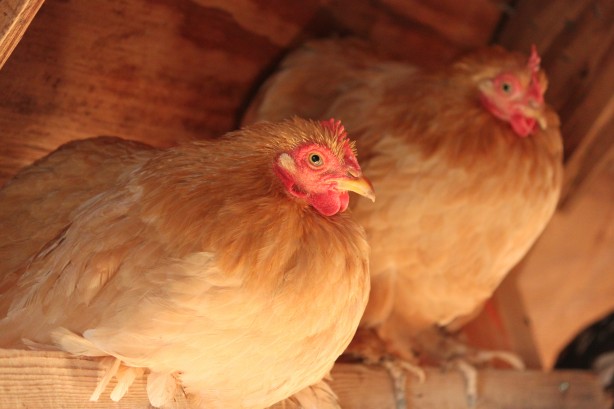 Bantam Cochin Hens | Lydia Jacobs