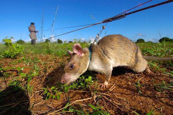 http://thechive.com/2015/05/25/rats-in-africa-are-saving-tons-of-lives-in-the-most-badass-way-possible-10-photos/#.aikpwx:BmJY