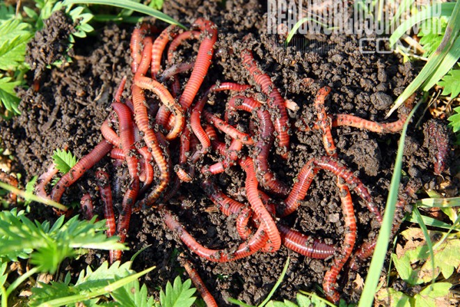 Beginners Guide To Worm Farming For Better Soil